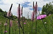 33 Bei fiori di prato 